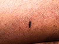 An adult female Anopheles mosquito in the evening bites a human body to begin its blood meal at Tehatta, West Bengal; India on 16/10/2023. A...