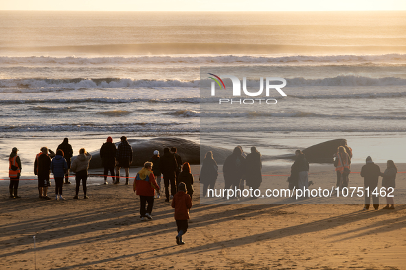 Onlookers gather around the seashore to watch a carcass of a sperm whale which was washed up on the shores at New Brighton, a coastal suburb...