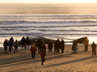 Onlookers gather around the seashore to watch a carcass of a sperm whale which was washed up on the shores at New Brighton, a coastal suburb...