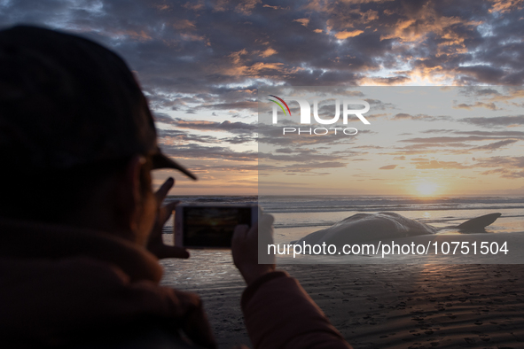 An onlooker takes pictures of a sperm whale which was washed up on the shores at New Brighton, a coastal suburb of Christchurch, New Zealand...