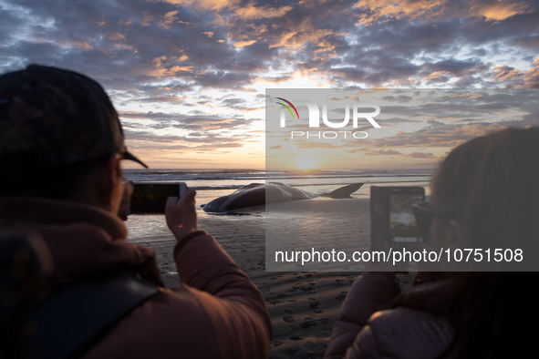 Onlookers take pictures of a sperm whale which was washed up on the shores at New Brighton, a coastal suburb of Christchurch, New Zealand on...