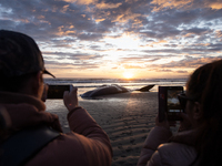Onlookers take pictures of a sperm whale which was washed up on the shores at New Brighton, a coastal suburb of Christchurch, New Zealand on...