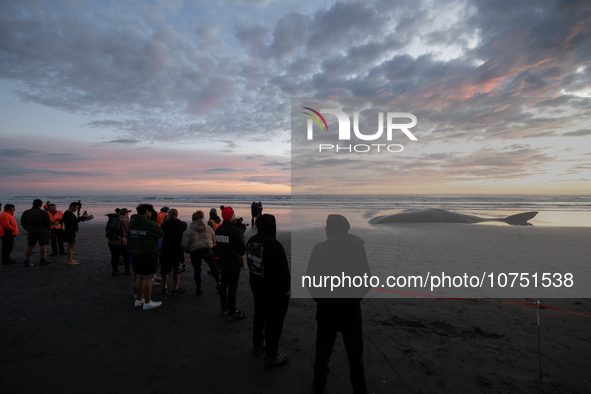 Onlookers gather around the seashore to watch a carcass of a sperm whale which was washed up on the shores at New Brighton, a coastal suburb...