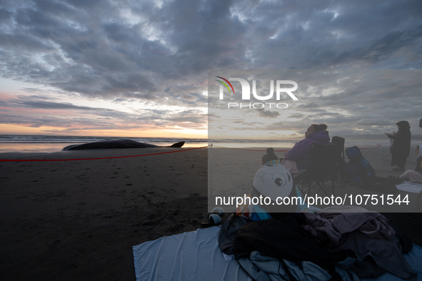 Onlookers gather around the seashore to watch a carcass of a sperm whale which was washed up on the shores at New Brighton, a coastal suburb...