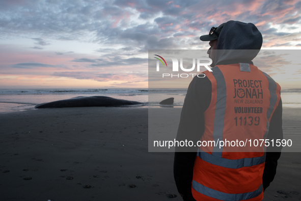 A volunteer  looks at a carcass of a sperm whale which was washed up on the shores at New Brighton, a coastal suburb of Christchurch, New Ze...