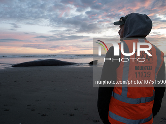 A volunteer  looks at a carcass of a sperm whale which was washed up on the shores at New Brighton, a coastal suburb of Christchurch, New Ze...