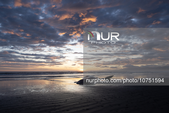 The carcass of a sperm whale which was washed up on the shores is seen at New Brighton, a coastal suburb of Christchurch, New Zealand on Nov...