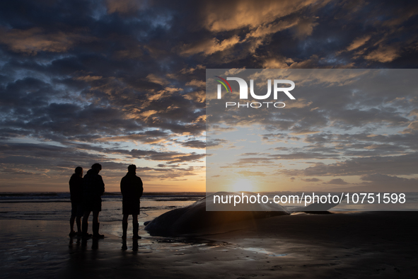 Members of the Maori community perform karakia (Maori incantations and prayer) to pay their respects to the carcass of a sperm whale which w...