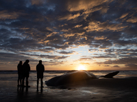 Members of the Maori community perform karakia (Maori incantations and prayer) to pay their respects to the carcass of a sperm whale which w...
