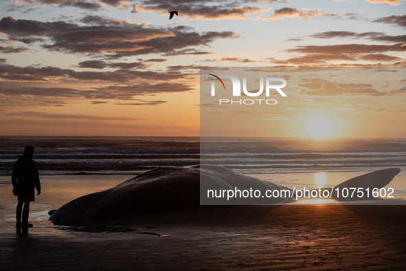 A members of the Maori community performs karakia (Maori incantations and prayer) to pay their respects to the carcass of a sperm whale whic...