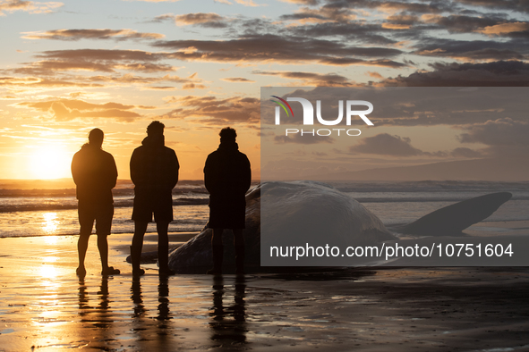 Members of the Maori community perform karakia (Maori incantations and prayer) to pay their respects to the carcass of a sperm whale which w...