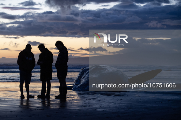 Members of the Maori community perform karakia (Maori incantations and prayer) to pay their respects to the carcass of a sperm whale which w...