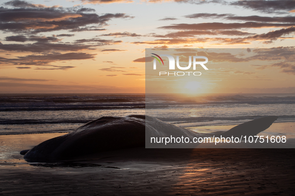 The carcass of a sperm whale which was washed up on the shores is seen at New Brighton, a coastal suburb of Christchurch, New Zealand on Nov...