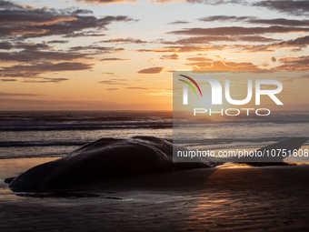 The carcass of a sperm whale which was washed up on the shores is seen at New Brighton, a coastal suburb of Christchurch, New Zealand on Nov...