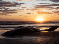 The carcass of a sperm whale which was washed up on the shores is seen at New Brighton, a coastal suburb of Christchurch, New Zealand on Nov...