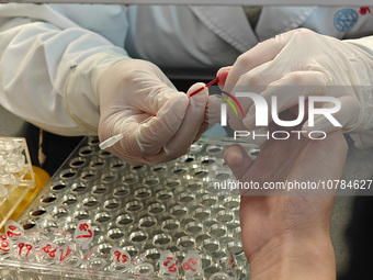 SHANGHAI, CHINA - NOVEMBER 14, 2023 - A doctor draws blood from a patient's finger at a hospital emergency department in Shanghai, China, No...