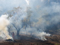 CalFire manages a prescribed controlled burn in Northern Calif. on Tuesday, November 14, 2023. Controlled burns are taking place across Cali...