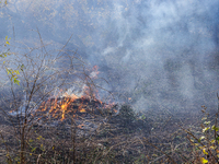 CalFire manages a prescribed controlled burn in Northern Calif. on Tuesday, November 14, 2023. Controlled burns are taking place across Cali...