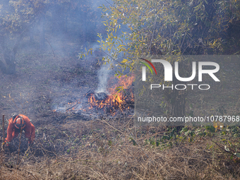 CalFire manages a prescribed controlled burn in Northern Calif. on Tuesday, November 14, 2023. Controlled burns are taking place across Cali...