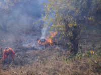 CalFire manages a prescribed controlled burn in Northern Calif. on Tuesday, November 14, 2023. Controlled burns are taking place across Cali...