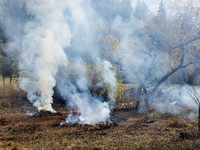 CalFire manages a prescribed controlled burn in Northern Calif. on Tuesday, November 14, 2023. Controlled burns are taking place across Cali...