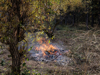 CalFire manages a prescribed controlled burn in Northern Calif. on Tuesday, November 14, 2023. Controlled burns are taking place across Cali...