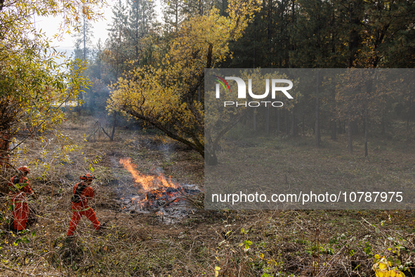 CalFire manages a prescribed controlled burn in Northern Calif. on Tuesday, November 14, 2023. Controlled burns are taking place across Cali...