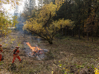 CalFire manages a prescribed controlled burn in Northern Calif. on Tuesday, November 14, 2023. Controlled burns are taking place across Cali...