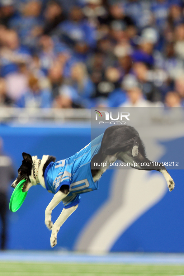 The All Star Stunt Dogs perform during halftime of an NFL  football game between the Detroit Lions and the Chicago Bears in Detroit, Michiga...