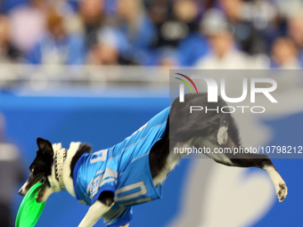 The All Star Stunt Dogs perform during halftime of an NFL  football game between the Detroit Lions and the Chicago Bears in Detroit, Michiga...