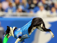 The All Star Stunt Dogs perform during halftime of an NFL  football game between the Detroit Lions and the Chicago Bears in Detroit, Michiga...