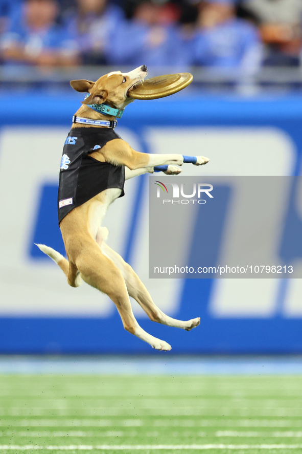 The All Star Stunt Dogs perform during halftime of an NFL  football game between the Detroit Lions and the Chicago Bears in Detroit, Michiga...