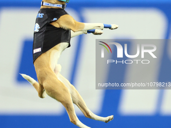 The All Star Stunt Dogs perform during halftime of an NFL  football game between the Detroit Lions and the Chicago Bears in Detroit, Michiga...