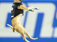 The All Star Stunt Dogs perform during halftime of an NFL  football game between the Detroit Lions and the Chicago Bears in Detroit, Michiga...