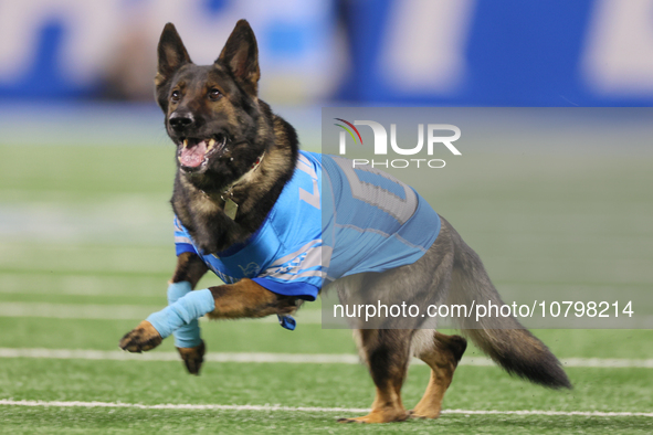 The All Star Stunt Dogs perform during halftime of an NFL  football game between the Detroit Lions and the Chicago Bears in Detroit, Michiga...