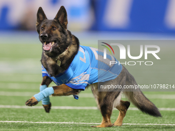 The All Star Stunt Dogs perform during halftime of an NFL  football game between the Detroit Lions and the Chicago Bears in Detroit, Michiga...