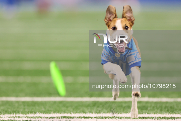 The All Star Stunt Dogs perform during halftime of an NFL  football game between the Detroit Lions and the Chicago Bears in Detroit, Michiga...