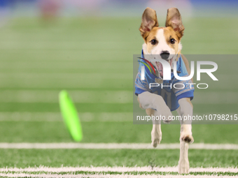 The All Star Stunt Dogs perform during halftime of an NFL  football game between the Detroit Lions and the Chicago Bears in Detroit, Michiga...