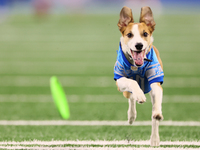 The All Star Stunt Dogs perform during halftime of an NFL  football game between the Detroit Lions and the Chicago Bears in Detroit, Michiga...