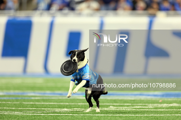 The All Star Stunt Dogs perform during halftime of an NFL  football game between the Detroit Lions and the Chicago Bears in Detroit, Michiga...