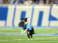 The All Star Stunt Dogs perform during halftime of an NFL  football game between the Detroit Lions and the Chicago Bears in Detroit, Michiga...