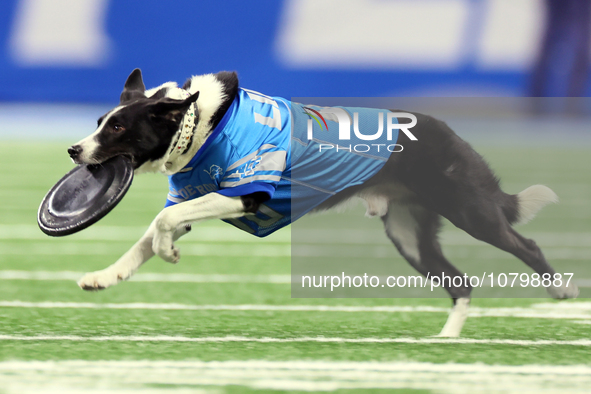 The All Star Stunt Dogs perform during halftime of an NFL  football game between the Detroit Lions and the Chicago Bears in Detroit, Michiga...