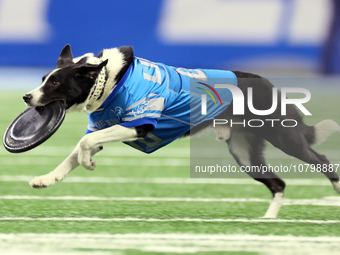 The All Star Stunt Dogs perform during halftime of an NFL  football game between the Detroit Lions and the Chicago Bears in Detroit, Michiga...