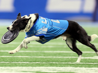 The All Star Stunt Dogs perform during halftime of an NFL  football game between the Detroit Lions and the Chicago Bears in Detroit, Michiga...