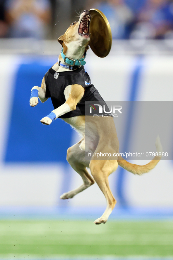 The All Star Stunt Dogs perform during halftime of an NFL  football game between the Detroit Lions and the Chicago Bears in Detroit, Michiga...