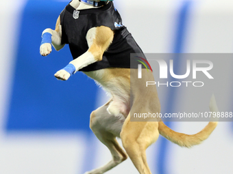 The All Star Stunt Dogs perform during halftime of an NFL  football game between the Detroit Lions and the Chicago Bears in Detroit, Michiga...