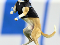 The All Star Stunt Dogs perform during halftime of an NFL  football game between the Detroit Lions and the Chicago Bears in Detroit, Michiga...