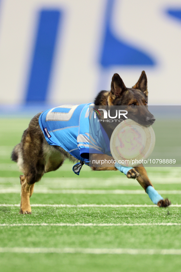 The All Star Stunt Dogs perform during halftime of an NFL  football game between the Detroit Lions and the Chicago Bears in Detroit, Michiga...