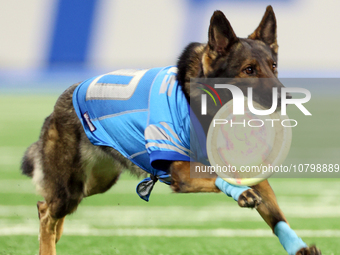 The All Star Stunt Dogs perform during halftime of an NFL  football game between the Detroit Lions and the Chicago Bears in Detroit, Michiga...