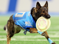 The All Star Stunt Dogs perform during halftime of an NFL  football game between the Detroit Lions and the Chicago Bears in Detroit, Michiga...